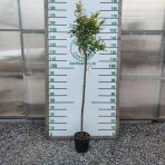 Granátovník púnsky (Punica Granatum) ´MOLLAR V.´ - výška 150-180 cm, kont. C6L (-15°C) 